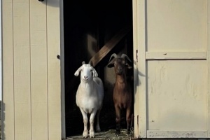 韦德晒山羊照祝老詹生快：是时候了 欢迎来到40岁俱乐部